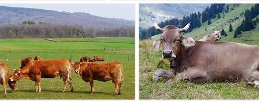 Switzerland Livestock