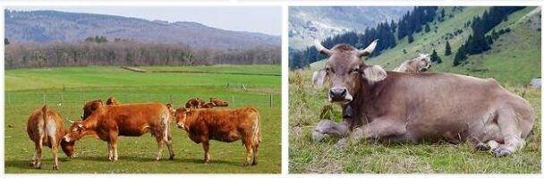 Switzerland Livestock